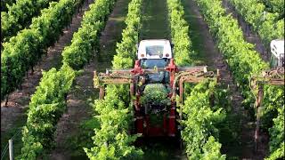 DAtv Laubschneiden im Weinberg [upl. by Eslehc]