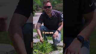 How to Get Rid of Foxtail dont bother [upl. by Ilatfan]