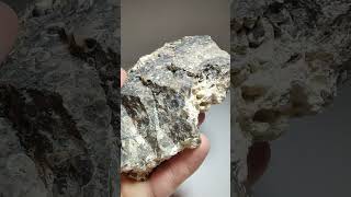 Turritella Agate Wyoming [upl. by Harimas]