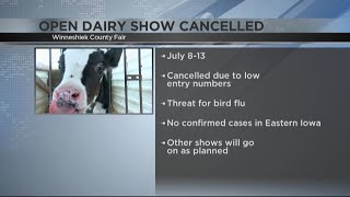 Winneshiek County Fairs Dairy Show cancelled [upl. by Sidnal]