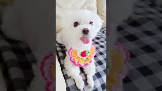 0050 sotoml강아지목걸이뜨개질 puppy 可愛いい 可愛いい pets かわいい かわいい かわい crochet 懐かない cute 可愛らしい [upl. by Ashly719]