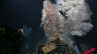 Endeavour Hydrothermal Vents  Nautilus Live [upl. by Constancia]