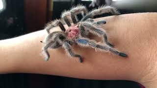 Handling Chilean Rose Hair Tarantula [upl. by Cassius73]