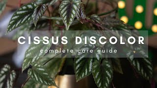 Cissus Discolor  Complete Plant Care Guide  Everything you need to know for beginners [upl. by Neltiac864]