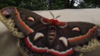 Cecropia Moth [upl. by Nabois]