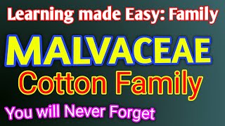 Family Malvaceae [upl. by Aniv]