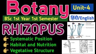 BSc 1st Year 1st Semester Botany MycologyRhizopusClassificationVegetative Structure of Rhizopus [upl. by Natsreik]