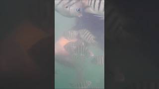 Exploring the Underwater Wonders of Chivla Beach  shorts viral [upl. by Cralg673]