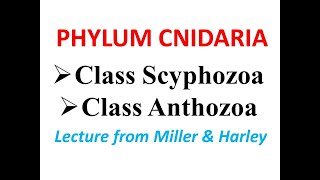 Phylum CnidariaClass Scyphozoa amp Class Anthozoa [upl. by Uwton531]