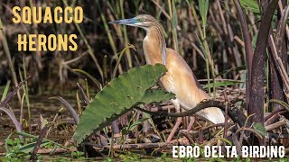 SQUACCO HERON Garcilla Cangrejera bird watching Ebro Delta Spain [upl. by Kared676]