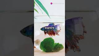 BETTA FISH TANK SET UP🤯🤯 viralshorts bettafish fish [upl. by Dhiman565]