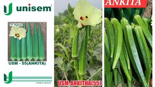 Bhindi farming  USM  55ANKITA  UNISEM AGRITECH PVT LTD Okra farming [upl. by Dam]