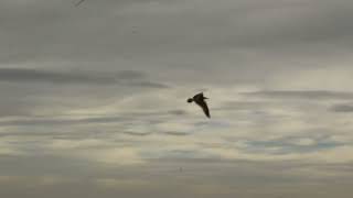 Bird on postiguet beach [upl. by Airot]