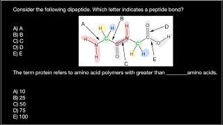 Polypeptide vs Protein what the difference [upl. by Hose]