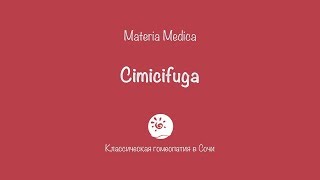 Cimicifuga Actea Racemosa [upl. by Keare]