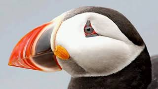 Puffin sound cri macareux صوت البفن [upl. by Frederik]