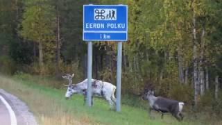 Reindeer on the road again between Pello and Rovaniemi in Lapland Finland  Santa Claus reindeer [upl. by Eugenius607]