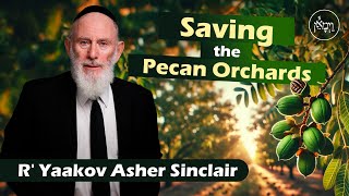 Saving the Pecan Orchards  Rabbi Yaakov Asher Sinclair [upl. by Eille811]