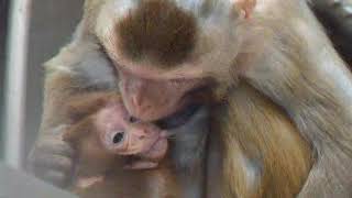 Facial communication between mother and infant macaque monkeys part 2 [upl. by Andonis11]