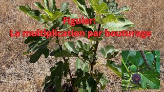 Figuier La multiplication par bouturage [upl. by Harriott]