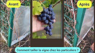 Comment tailler sa vigne facilement  2024 [upl. by Goles496]