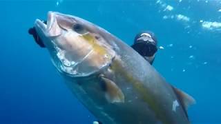 pesca submarina canarias  tenerife 2017 medregal 41kg seriola amberjack limon spearfishing [upl. by Pellegrini]