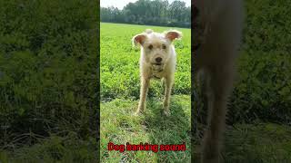 Dog barking at another dog in the fields [upl. by Roe]