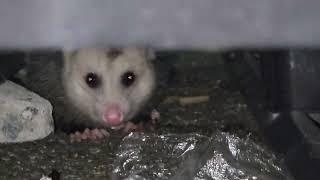 Opossum in Cedarhurst New York [upl. by Ryun]