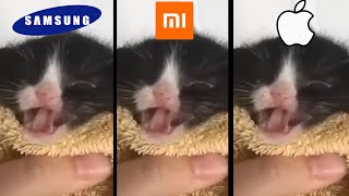 Kitten Meows In Popular Ringtones [upl. by Nigam]