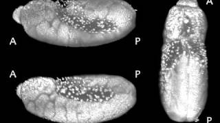 Drosophila Embryogenesis [upl. by Cosmo]