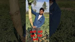 इतनी लंबी मूली देखीं है क्या कभी आपने।। Radish crop farming india radishsolongtopvariety [upl. by Ysnap]