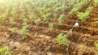 Drip irrigation Red Chilli  Best for All crops Less water more crop  Best Agriculture in India [upl. by Asseret200]