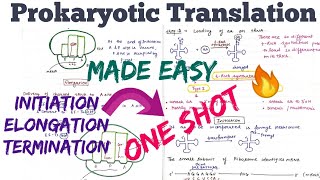 Translation in Prokaryotes Initiation Elongation Termination  Made Easy🤩molecularbiology [upl. by Mcnully]