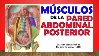 🥇 MÚSCULOS DE LA PARED ABDOMINAL POSTERIOR ¡Fácil Explicación [upl. by Akimik]