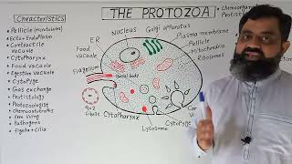 Protozoa Urdu Hindi medium  Prof Masood fuzail  Kingdom Proctotista  Structure of Protozoa [upl. by Yelyah]