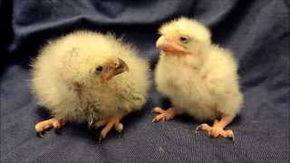 African Pygmy Falcon Chicks Franklin Park Zoo [upl. by Auberbach]