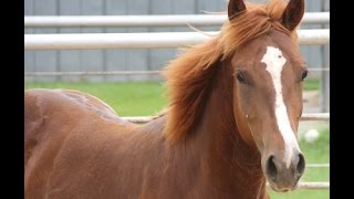 METALLIC CAT YEARLING FOR SALE [upl. by Adnawaj466]