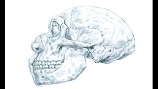 Pourquoi Neandertal avait une drôle de tête [upl. by Orabla]