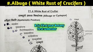 Albugo part1  White Rust of Crucifers  Albugo Structure and Reproduction BSc 1st year Botany [upl. by Roche]