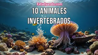 10 Animales Invertebrados [upl. by Budwig]