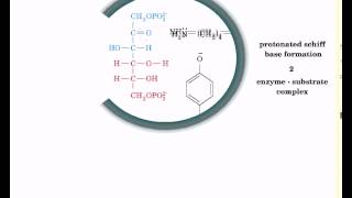 Reaction mechanism of aldolase [upl. by Hausner]