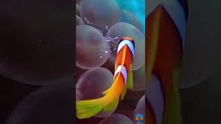 clown fish cleanup clownfish scubadiving redsea funny [upl. by Narih]