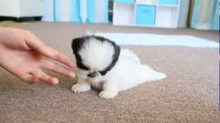 Cute Teacup Puppy Shih Tzu [upl. by Saiasi445]