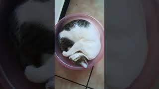 Sudden jolt So funny திடுக்கிட்டு எழுந்தான் cat cute funny [upl. by Garth]