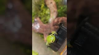 Fleischmanns Glass Frog greetings [upl. by Eisso825]