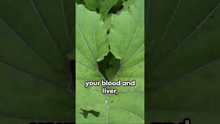 Burdock Root Natures Detox Powerhouse Benefits You Need to Know [upl. by Mercorr]