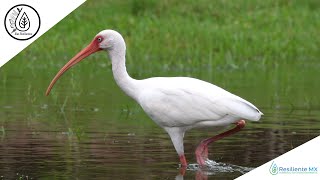 VOZ y LLAMADOS Ibis Blanco quotEudocimus albusquot American White Ibis quotAlas Resilientesquot Resiliente MX [upl. by Ecirtnuahs]