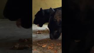 Black Leopard Brothers FIGHT over Food  The Lion Whisperer [upl. by Asiaj]