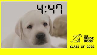 CNIB Guide Dogs Graduation – Class of 2022 FINAL [upl. by Dnalevelc]