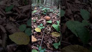 Porcini🍄Boletus ReticulatusOctober 2024 mushroommushroomforest grzybyfungi forest short 4k [upl. by Downey]